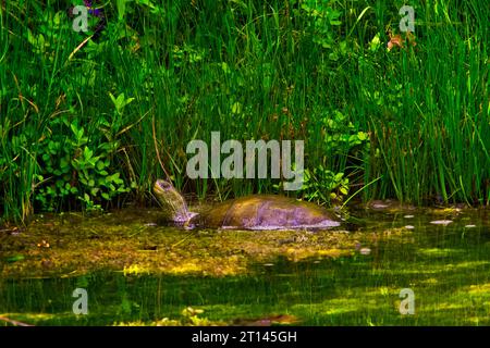 Pseudemys rubriventris, Schildkröte im natürlichen Lebensraum. Rote nordamerikanische Rotbauchschildkröte auf dem Baumstamm im Fluss. Schildkröte in der Natur Stockfoto