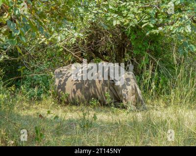 Sonnige Landschaft einschließlich eines südlichen weißen Nashorns, das unter einem Busch in Uganda ruht Stockfoto