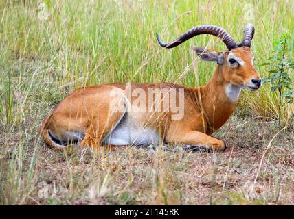 Ugandischer kob, der auf grasbewachsenem Boden in Uganda, Afrika, ruht Stockfoto