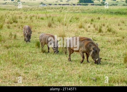 Einige Warzenschweine im Murchison Falls National Park in Uganda, Afrika Stockfoto