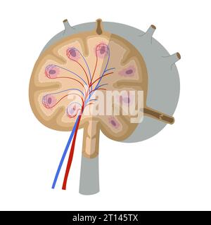 Anatomie eines Lymphknotens. Vereinfachtes Schema mit externer und interner Struktur. Stock Vektor