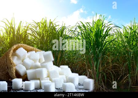 Weißzucker mit frischem Zuckerrohr mit Hintergrund der Zuckerrohrplantage. Stockfoto