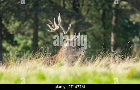 Der Rothirsch ist eine der größten Hirscharten. Der Rothirsch bewohnt den größten Teil Europas Stockfoto