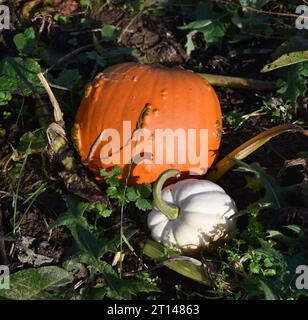 Ein orangener Kürbis und ein weißer Kürbis. Stockfoto