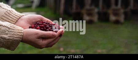 Weibliche Hände halten rote Preiselbeeren auf einem Hintergrund von Herbstblättern. Stockfoto