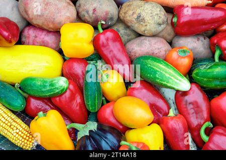 Viele verschiedene Gemüsesorten. Ernte von Gemüse. Konzeptprodukte für eine gesunde Ernährung. Gesunde Lebensmittel. Gemüse in einem Korb. Herbststil Stockfoto