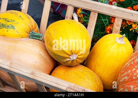 Herbstgeschenke. Riesiges Gemüse im Wagen. Gemüse in einem Korb aus Korbgeflecht. Kürbisse unterschiedlicher Grösse. Konzept Herbsternte Gemüseernte Stockfoto