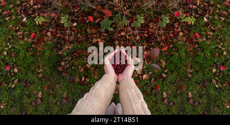 Weibliche Hände halten rote Preiselbeeren auf einem Hintergrund von Herbstblättern. Stockfoto