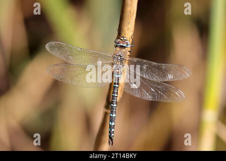 Südländische Hawker Libelle Aeshna cyanea, männliche blaue Bänder auf schwarzem Bauch mit lindgrünen Flecken, grüne Streifen auf den Brustseiten und blaugrüne Augen Stockfoto