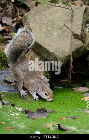 Graues Eichhörnchen trinkt Sciurus carolinensis, grauer Spätsommer-Fell, der stellenweise mit buschigem Schwanz in Vogelhäuten getrunken vom Teich durch Unkraut getrunken wird Stockfoto