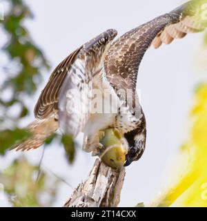 Ein majestätischer Osprey-Vogel auf einem Felsen mit einem Gelbbarsch, der fest zwischen seinen Krallen gegriffen hat Stockfoto