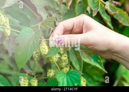 Ein Zweig Hopfen in den Händen. Das Konzept Hopfenernte, Zutat für die Herstellung von Bier. Grüner Hopfen für Bier. Frau hält Hopfenzapfen Stockfoto