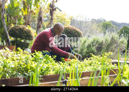 Glücklicher afroamerikanischer Großvater und Enkel, der Pflanzen im sonnigen Garten ansieht Stockfoto