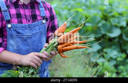 Baby Mädchen hält Karotten im Garten Kind essen gesunde Ernährung Lebensstil vegan Bio-Rohgemüse Home gewachsen Sommer Gartenarbeit Konzept Stockfoto