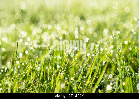 Feuchtes Frühlingsgras mit natürlichem Tau-Rasen. Wunderschöner Wassertropfen glitzert in der Sonne auf dem Blatt im Sonnenlicht. Tropfen Tau auf grünem Gras. Grün Stockfoto