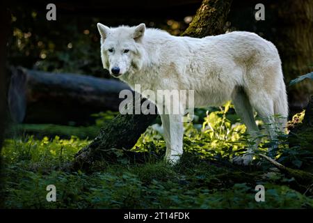 Eine Nahaufnahme eines entzückenden weißen Wolfs in seinem natürlichen Lebensraum Stockfoto