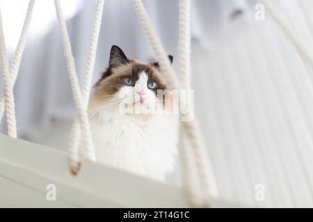 Schöne junge weiße reinrassige Ragdoll Katze mit blauen Augen, zu Hause. Stockfoto