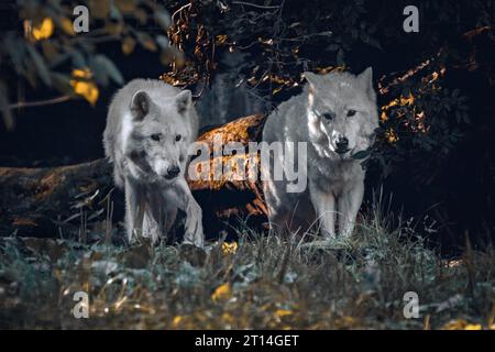 Eine Nahaufnahme zweier entzückender Wölfe in ihrem natürlichen Lebensraum Stockfoto
