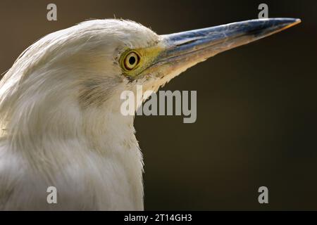 Eine Nahaufnahme eines entzückenden Egret in seinem natürlichen Lebensraum Stockfoto