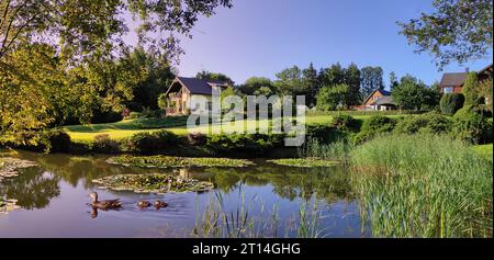 Ufer des Waldsees Stockfoto