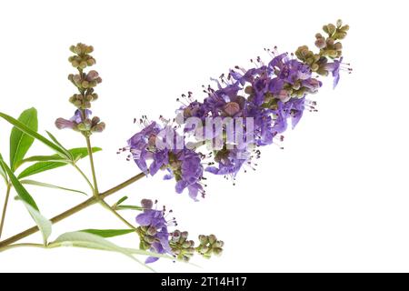 Ein Zweig Mönchspfeffer ist mit vielen violetten Blüten und Knospen bedeckt. Stockfoto