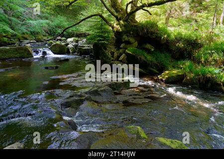 Das klare Wasser des Flusses Esk fließt schnell durch Wälder auf dem Weg nach Beck Hole. Stockfoto