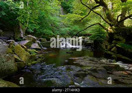 Klares Wasser des Esk wird zu einer Unschärfe, da er schnell durch ein bewaldetes Tal in Goathland, Yorkshire, fließt. Stockfoto