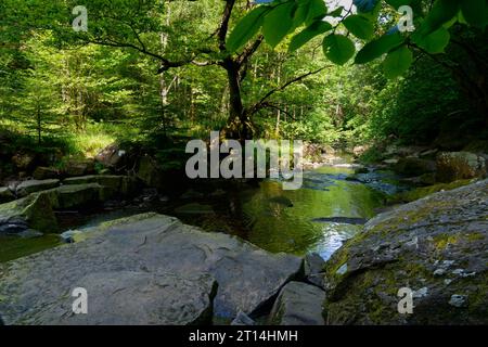 Der Fluss Esk fließt schnell durch üppige Wälder an einem hellen Frühlingstag in Goathland, Yorkshire. Stockfoto