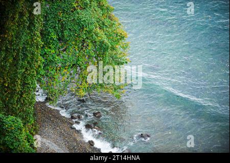 Grüner Baum am Strand von oben. Stockfoto
