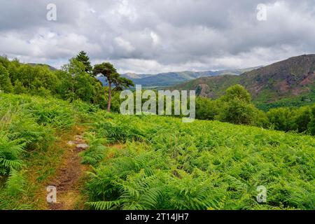 Unter dunklem Himmel führt ein Pfad über einen brackbedeckten Hügel zu dichten Wäldern hoch in der walisischen Landschaft. Stockfoto