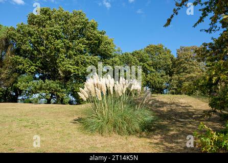 Pampas Grass auf einer Wiese in Great Dixter, East Sussex, Großbritannien. Cortaderia Selloana Stockfoto