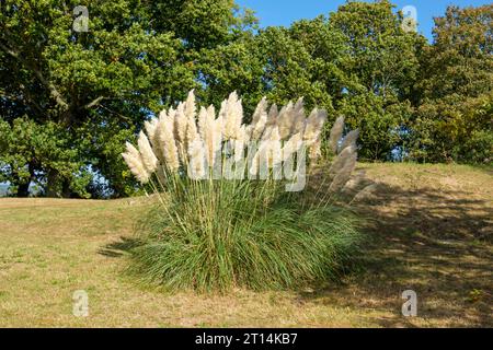 Pampas Grass auf einer Wiese in Great Dixter, East Sussex, Großbritannien. Cortaderia Selloana Stockfoto