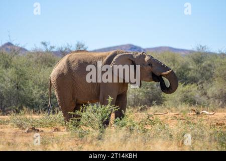 African Bush Elephant fotografiert an einem Wasserloch in Namibia Stockfoto