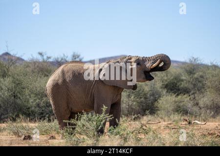 African Bush Elephant fotografiert an einem Wasserloch in Namibia Stockfoto