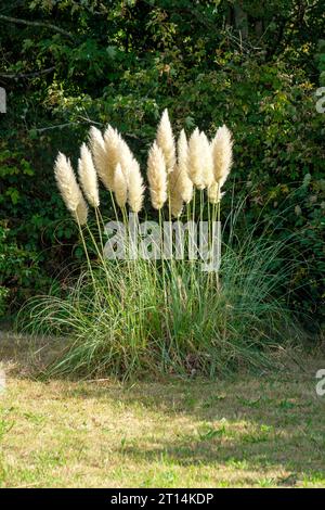 Pampas Grass auf einer Wiese in Great Dixter, East Sussex, Großbritannien. Cortaderia Selloana Stockfoto