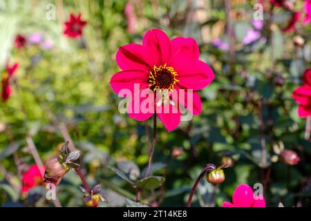 Honigbiene auf Dahlien, Great Dixter, East Sussex, Großbritannien Stockfoto