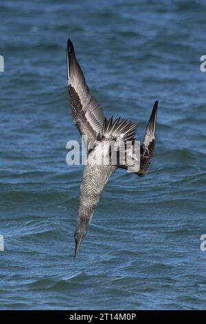 Northern Gannet (Morus bassanus) Tauchen in Norfolk Oktober 2023 Stockfoto