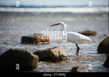 Der weiße Heron steht an der felsigen Küste an der Küste des Roten Meeres. Stockfoto