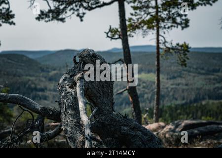 Ein großer umgestürzter Baum liegt an der Seite eines grasbewachsenen Hügels, dessen Stamm bergab zeigt. Stockfoto