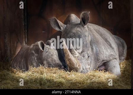 Vorderansicht der Nashorn-Mutter und -Baby, die nahe beieinander liegen, isoliert auf einem Heu in einem Tierheim im West Midlands Safari Park. Stockfoto