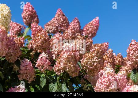 Hortensia paniculata Vanille Fraise auf einem Stamm Stockfoto