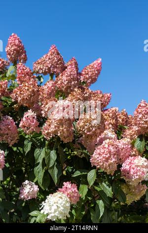 Hortensia paniculata Vanille Fraise auf einem Stamm Stockfoto