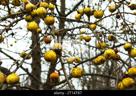 Viele gelbe Äpfel auf dem Baum ohne Blätter, Herbsttag Stockfoto