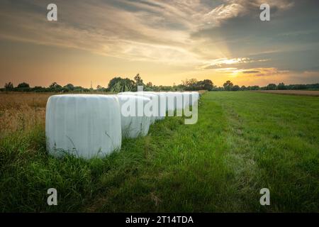 Silageballen auf einer grünen Wiese, Abendblick, Ostpolen Stockfoto