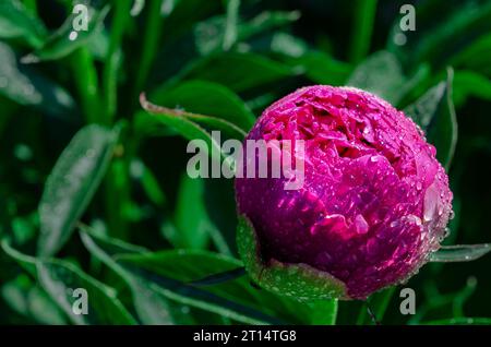 Blume. Pinke Pfingstrosenknospe mit Tautropfen nach Regen Stockfoto