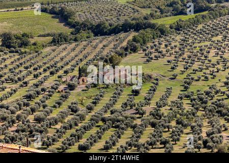 Ackerland und Olivenhaine um Montemassi in der Provinz Grosseto. Italien Stockfoto