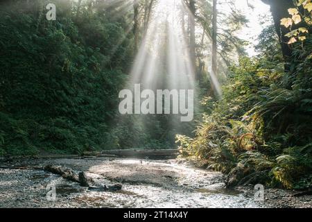 Fern Canyon im Elk Prairie State Park Stockfoto