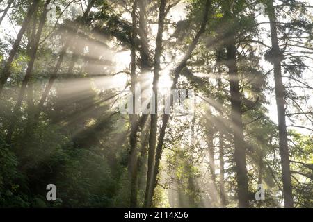 Fern Canyon im Elk Prairie State Park Stockfoto