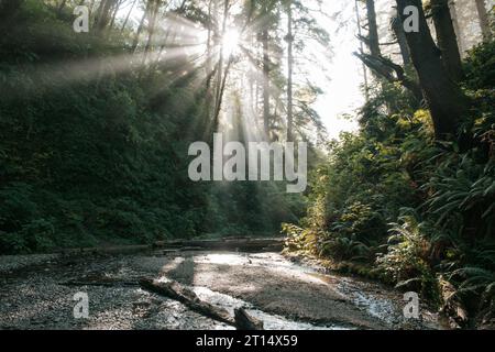 Fern Canyon im Elk Prairie State Park Stockfoto