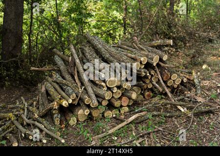 An einem Sommertag stapelte Baumstämme und Äste im Wald. Das Holz wird auf eine Länge von einem Meter geschnitten, vorbereitet und bereit für den Vertrieb Stockfoto